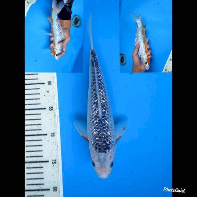 29cm Male , Asagi Full Ginrin