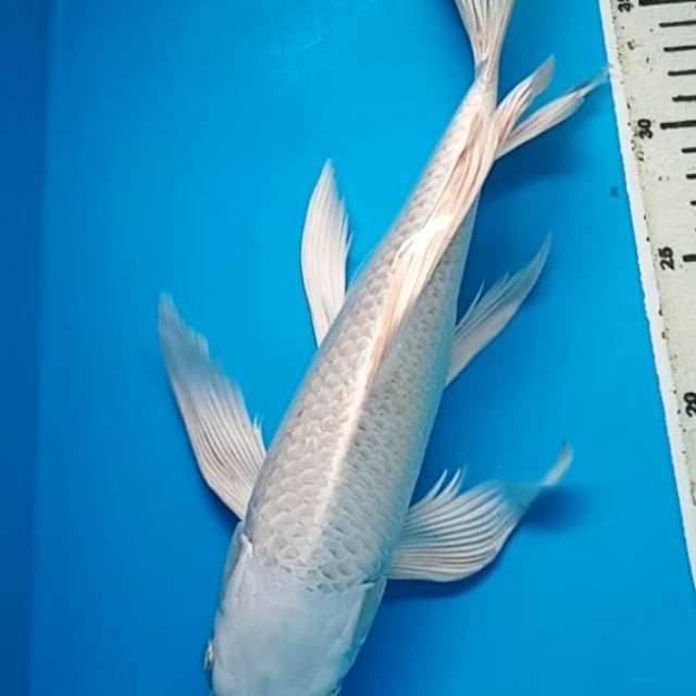 KUMPAY PLATINUM