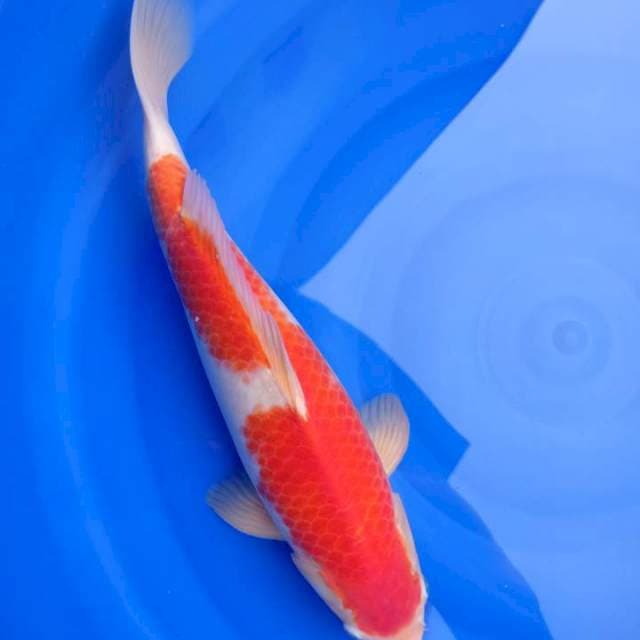 SUPER KOHAKU JANTAN SQ 43 bu