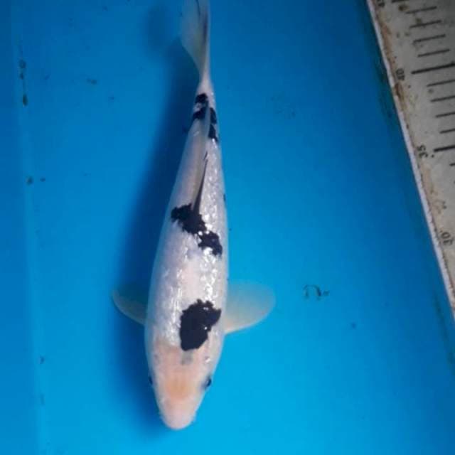 Ginrin Shiro Bekko 26 cm Male