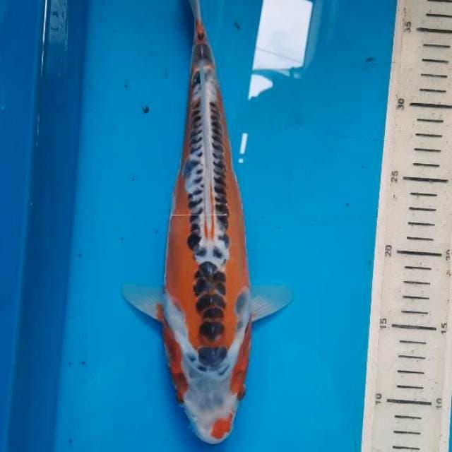 shusui 32cm