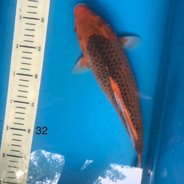asagi 32cm