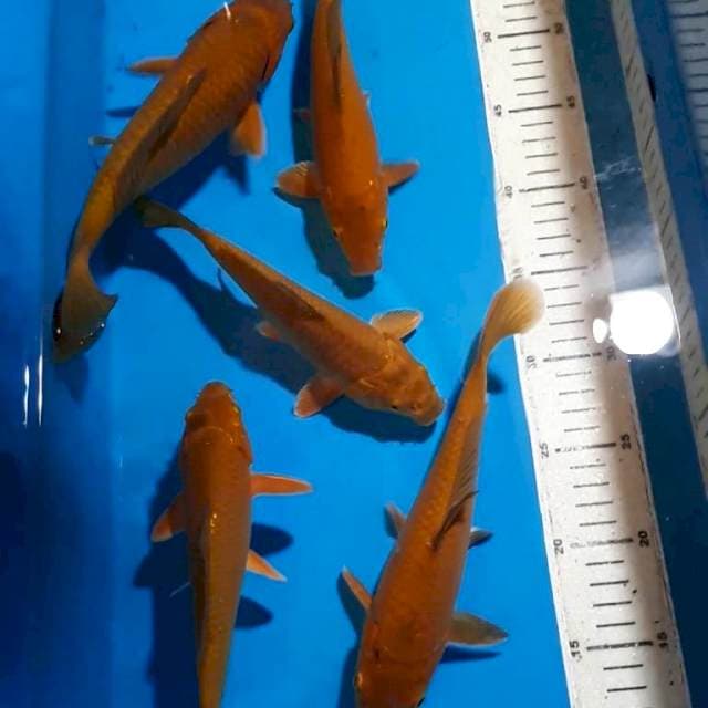 CHAGOI TEMBAGA QUALITY 20-27 CM