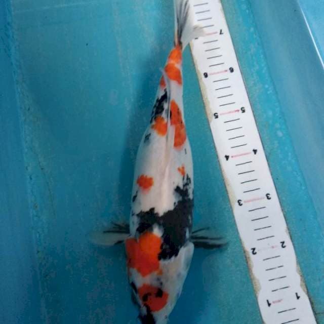 Maruten showa 35cm