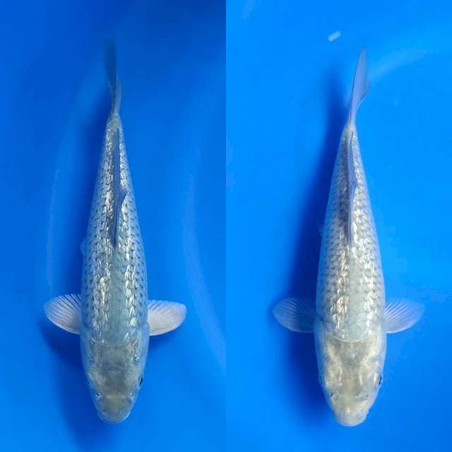2 ekor Baby shoragoi