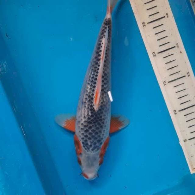 asagi 30cm
