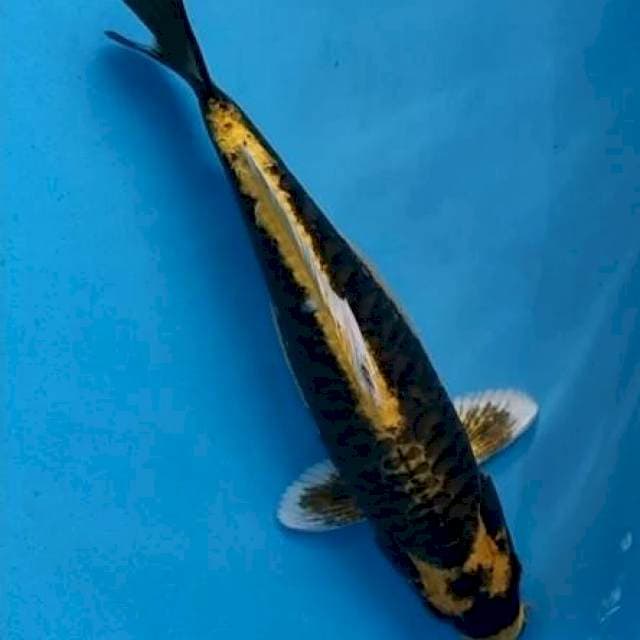 kabuto 35 cm