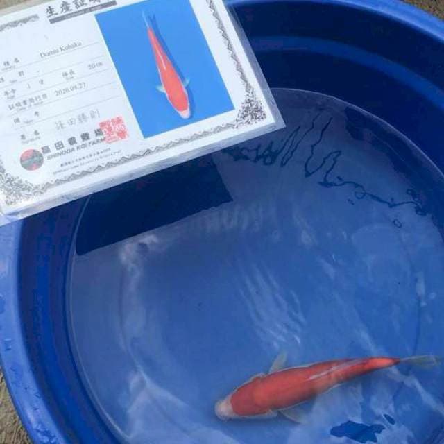 Kohaku Doitsu 25bu Shinoda Farm