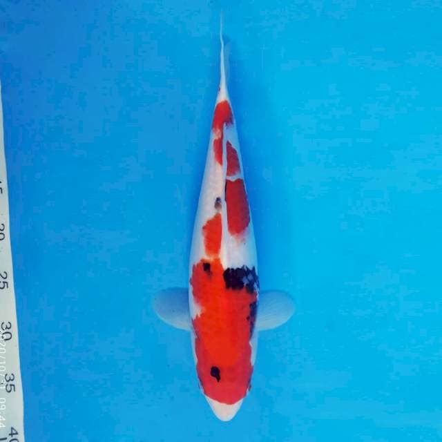MAGURO 1 - Taisho Sanke ®
