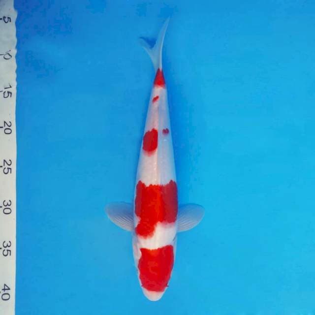 MAGURO 4 - Kohaku ®