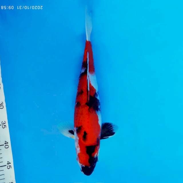 MAGURO 6 - Showa sansoku ®