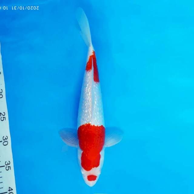 MAGURO 8 - Kohaku Gin rin ®