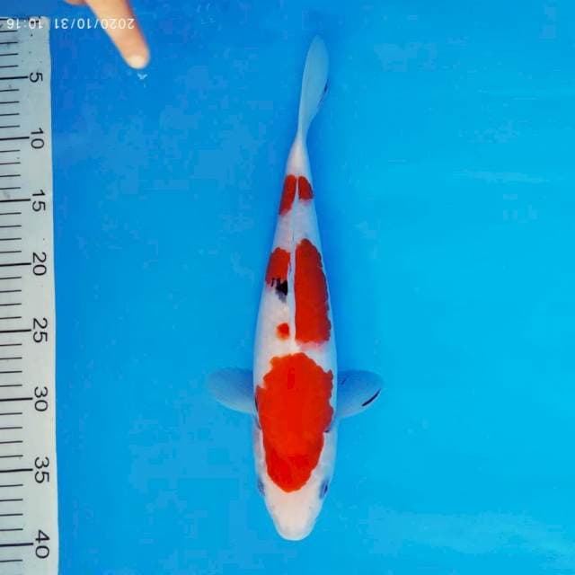 MAGURO 11 - Taisho Sanke ®