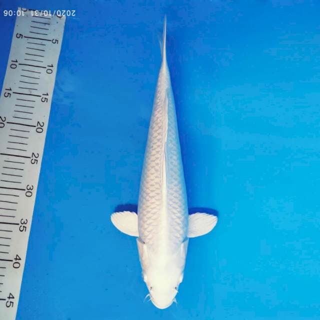 MAGURO 12 - Platinum ®