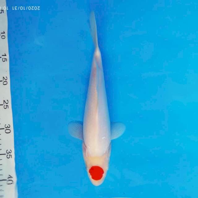MAGURO 15 - Tancho ®