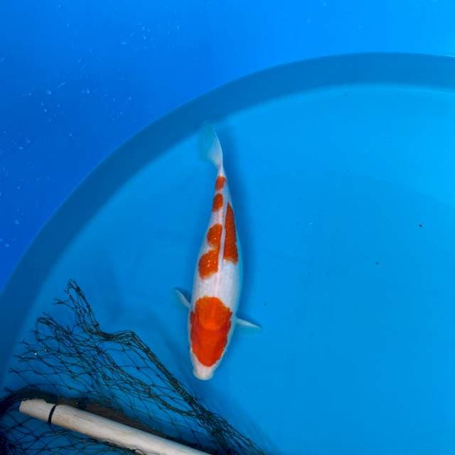 Female 33 cm