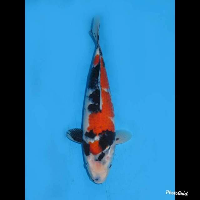 30cm Male ,  Kindai Showa Halus