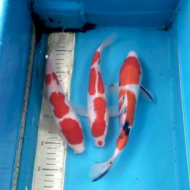 Paket 3ekor 25-27cm