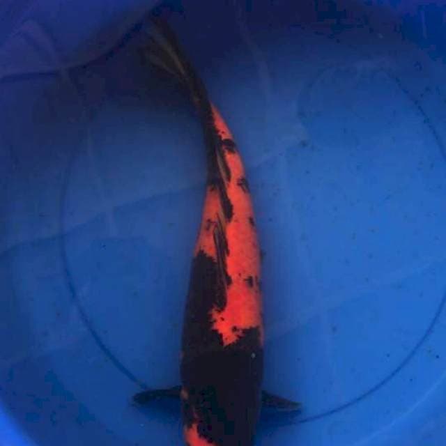 Hi Utsuri 45cm Shinoda Farm