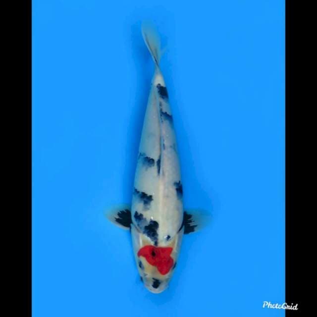 32cm male , Tancho Showa Original