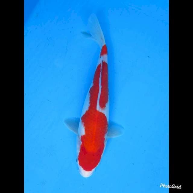 25cm male , Red Kohaku