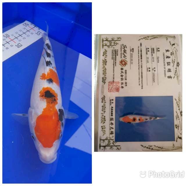 Sanke "Sakai" 24Cm