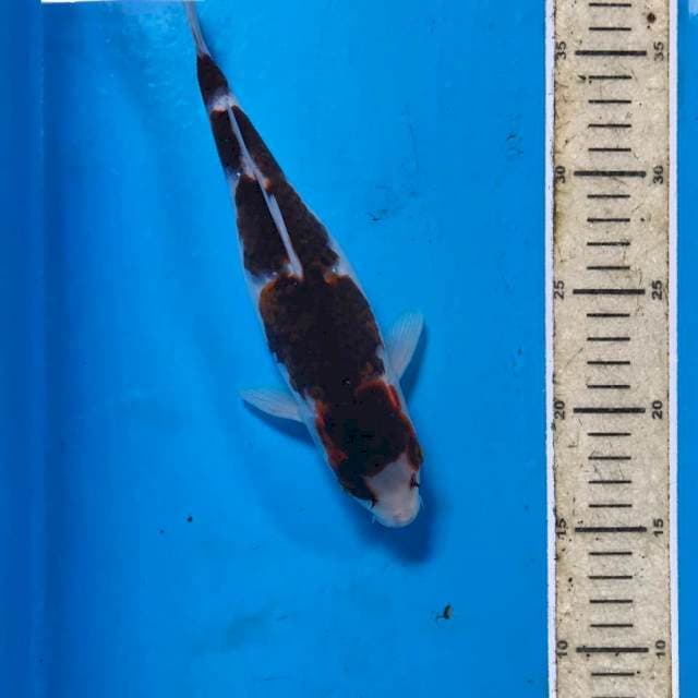 Goromo, 25 cm