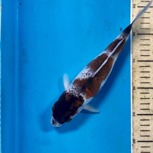 Goromo, 26 cm