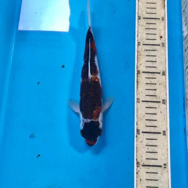 Goromo, 24 cm