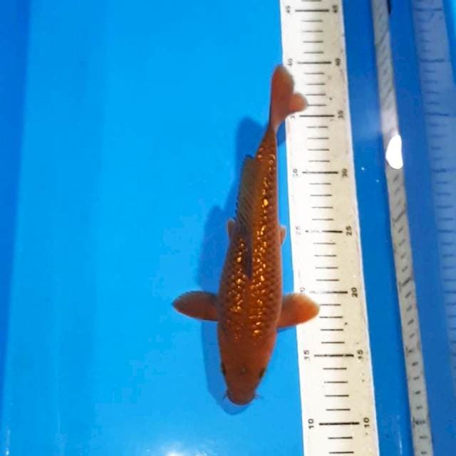 CHAGOI TEMBAGA GINDRIN CALON JUMBO 25 CM MALE