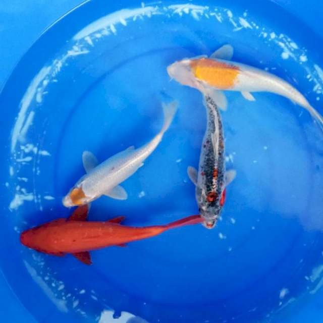 Mix koi