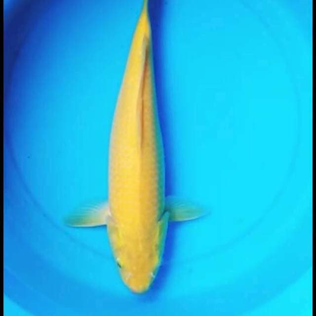 Kashi 37cm