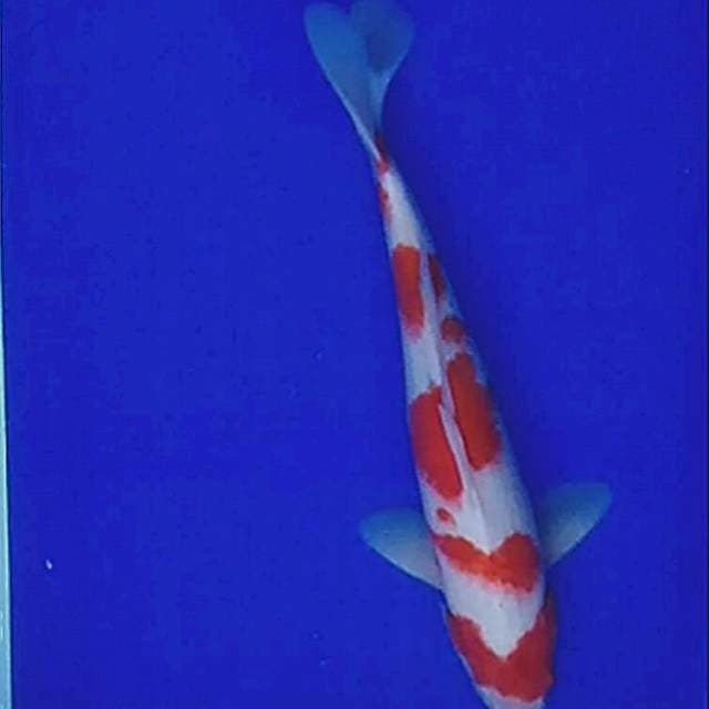 36/cm Sanke tategoi