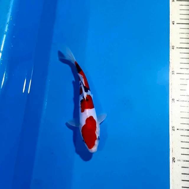 ORIGINAL SANKE DOITSU SHOW QUALITY 20 CM