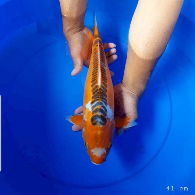 Shusui f1 41 cm