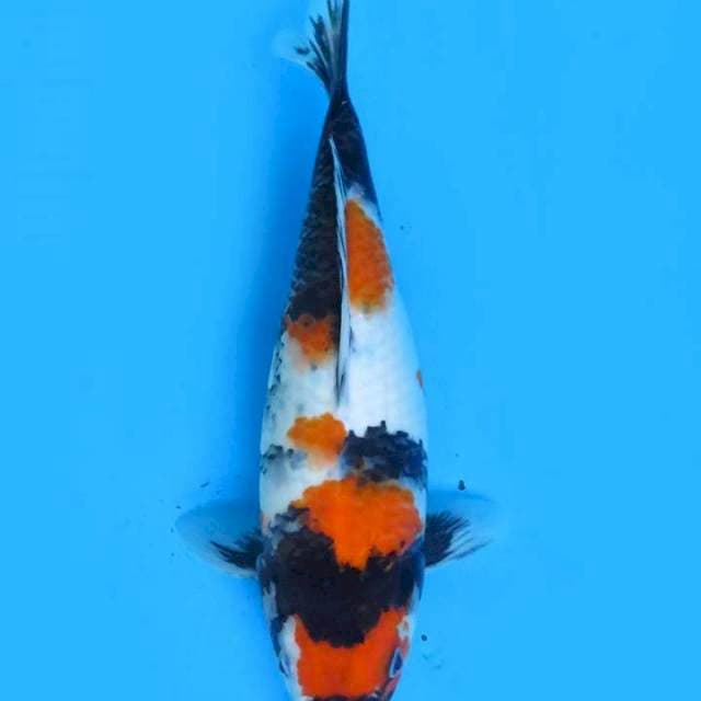 30cm , Showa Sanshoku