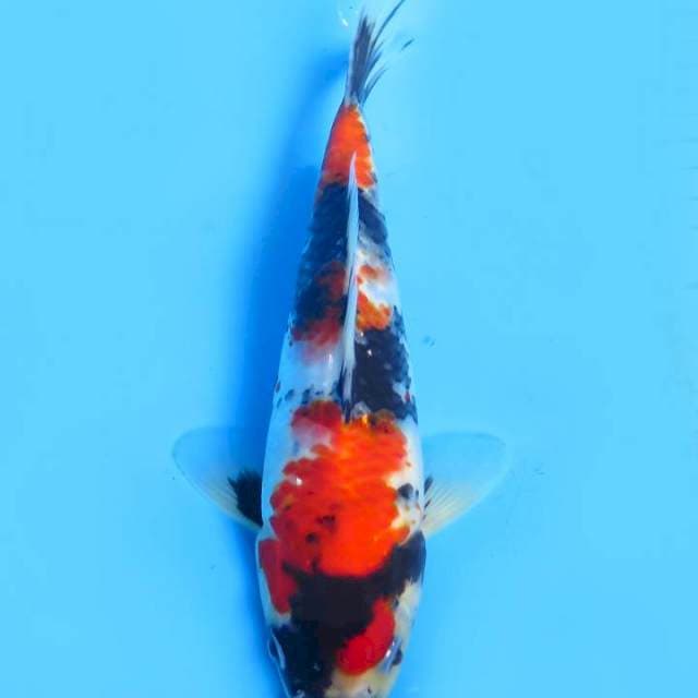 25cm , Showa Tategoi Bagus