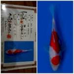 Kohaku Isa 🇯🇵⛩️ 20bu