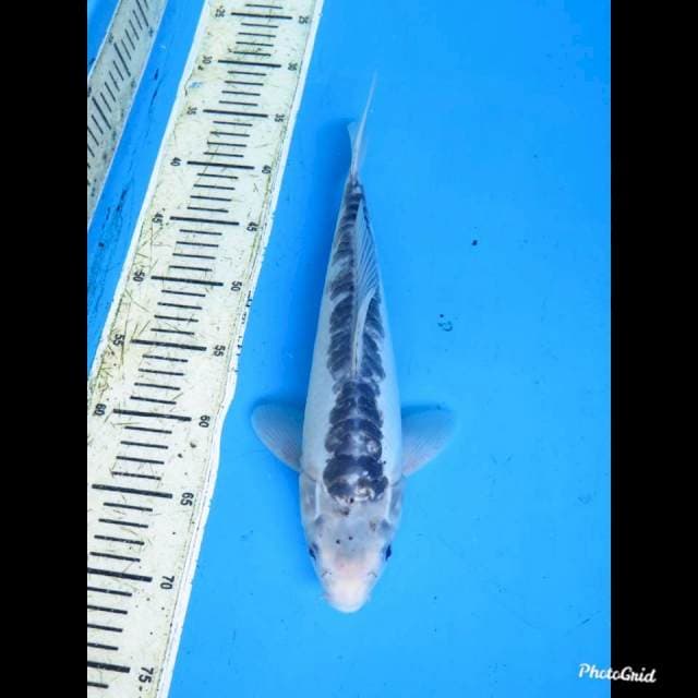 35cm , Shusui