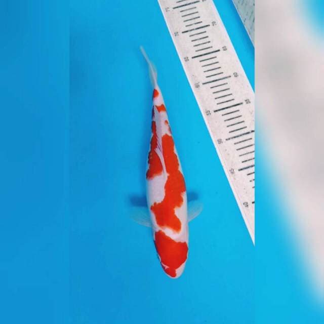 HQ.KOHAKU POLA CANTIK
