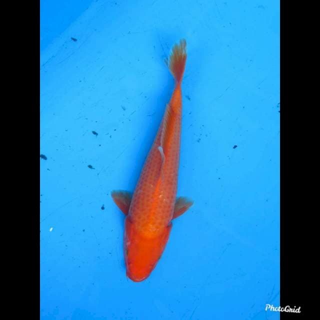 26cm , Benigoi