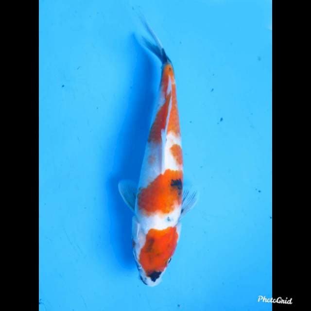 27cm , Kindai Showa