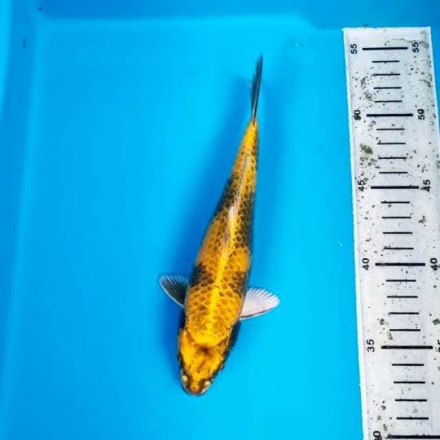 KIN UTSURI 21 CM MALE