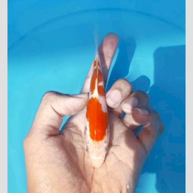 Kohaku 3step 15cm