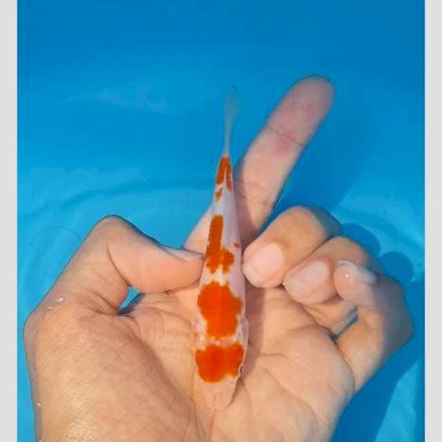 Kohaku original calon keren 15bu