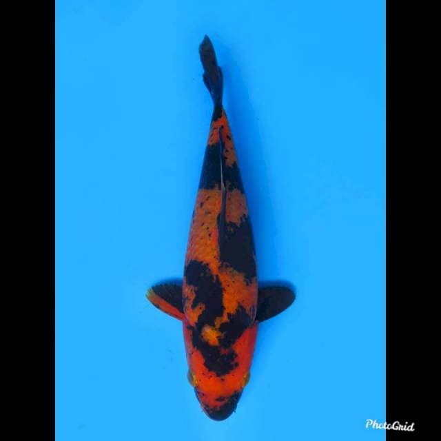 27cm , Male , Hi Utsuri