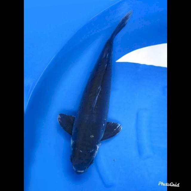 56cm Male , Jumbo !! Black Kumonryu