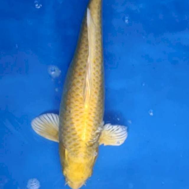 Ogon Izumiya 45 cm BU