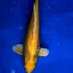 Ogon Izumiya 45 cm BU