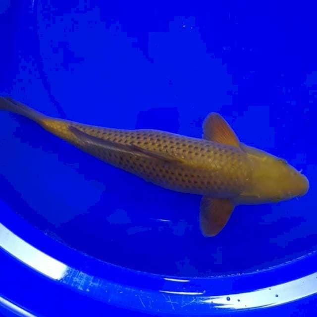 CHAGOI TEMBAGA 40 CM